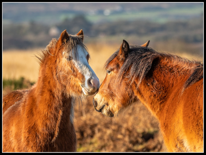 Amoureux
Keywords: Fairwood Common Horses