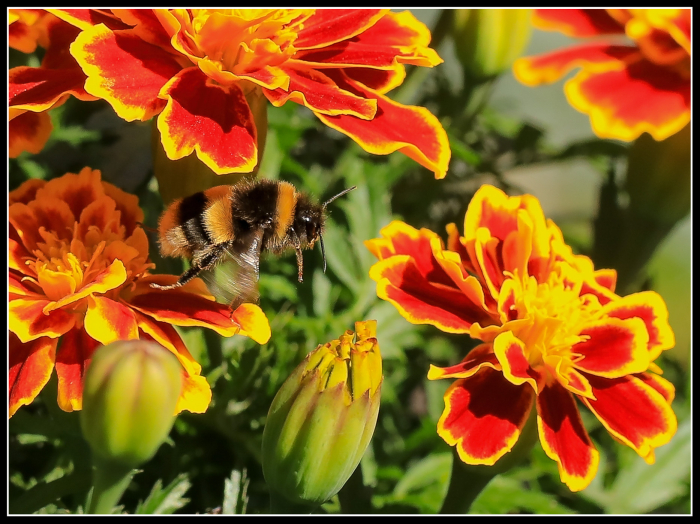 Collecting Pollen
Keywords: Bumble Bee