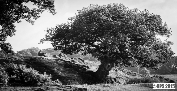 Bradgate Park, Leicester
