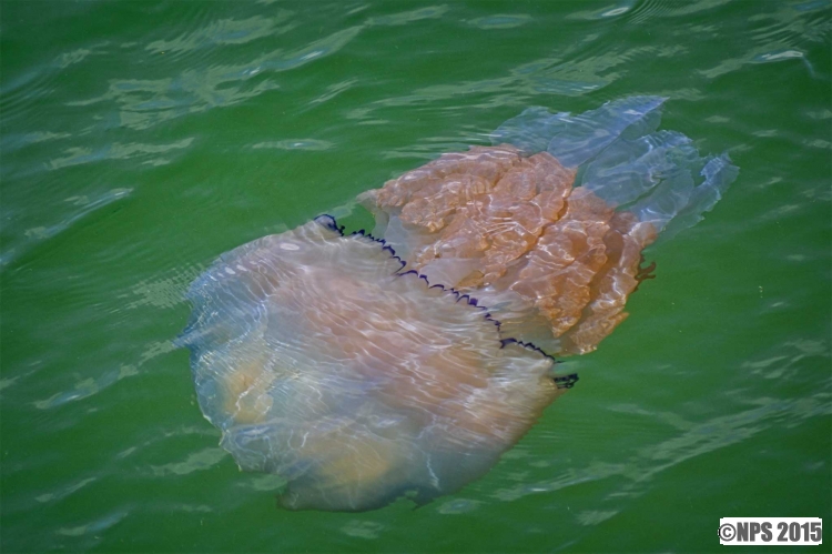 Giant Barrel Jellyfish
Photographed off Tenby
