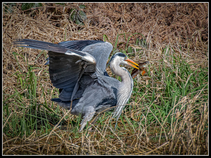 Heron with perch
Taken on recent visit to Bosherston Lilly Ponds in Pembrokeshire
