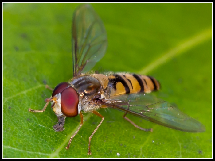Hoverfly Feeding
Keywords: insect