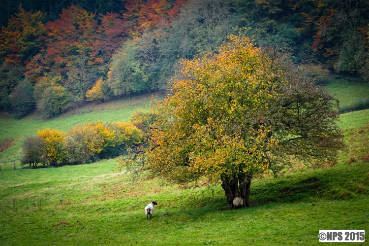 Autumn Colour
Mid Wales this weekend
