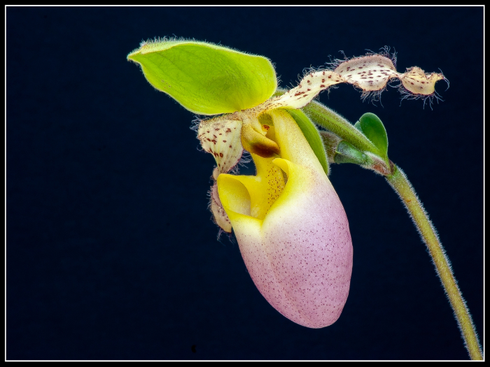 Lady's Slipper Orchid (Cypripedioideae)
Keywords: Orchid