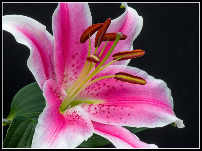 Lily 'Stargazer'
