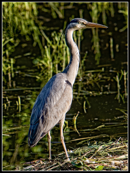 Grey Heron (Ardea cinerea)
Taken using a Canon 70 - 200 IS  f2.8 lens with x2 converter - hand held, ISO 400, 1.125sec, f6.7
