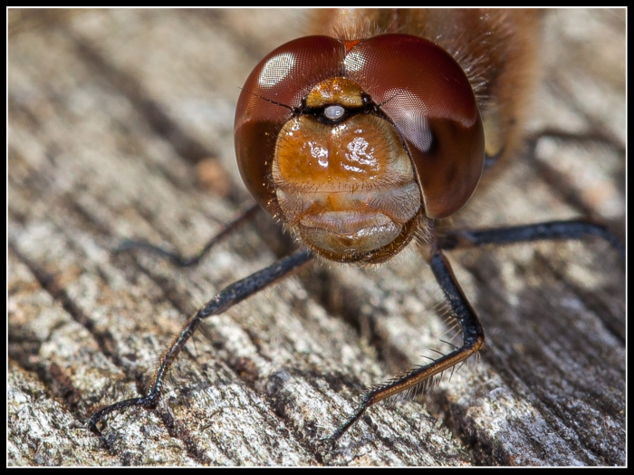 Common Darter Portrait
Should have gone to Specsavers
