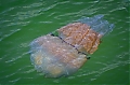 Giant-Barrell-Jellyfish.jpg
