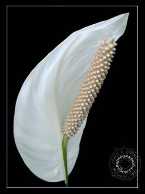 Arum_Lily.jpg