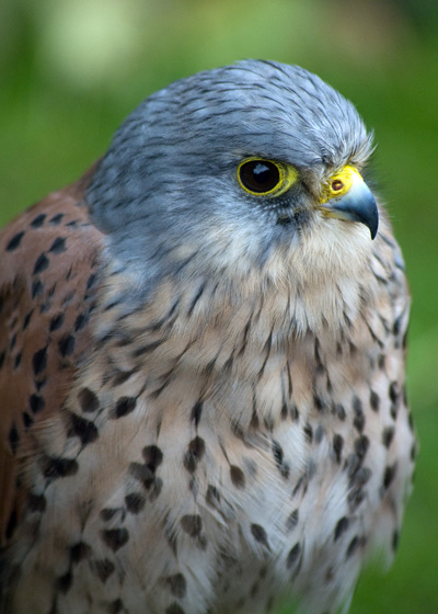 Common Kestrel
Winning shot in the En Print Comp 2008-9
