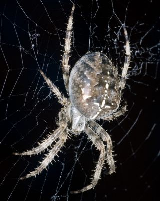 Garden Spider
