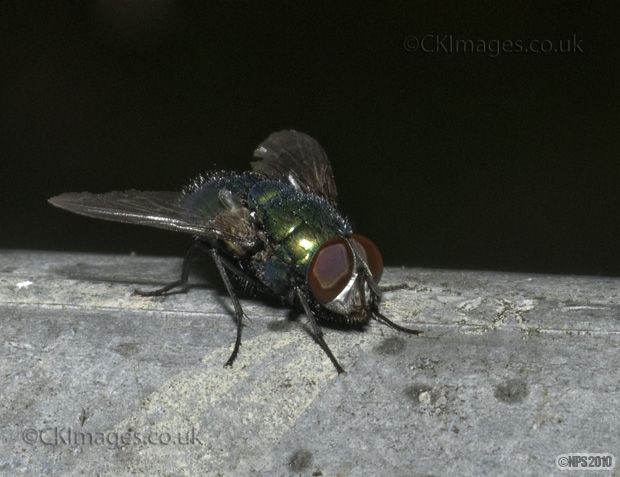 Greenbottle (Lucilia sericata)
Keywords: CKImages Colin Kelly Flora & Fauna Greenbottle (Lucilia sericata) Wildlife