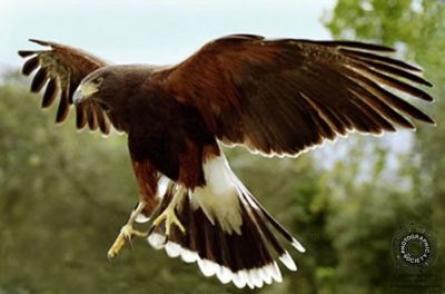 Harris_Hawk.jpg