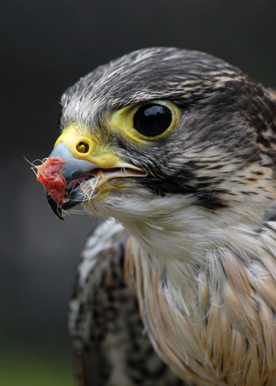 Lannar Cross Peregrine Falcon
This is a cross breed between a Lannar Falcon and a Peregrine
