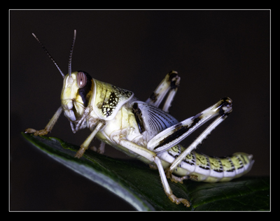 Locust
Close up night at the club and this character was brought along.
