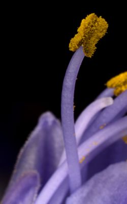 Pollen on Lily Anther
Taken with a 50mm lens with Bellows. Lit by ring flash.
