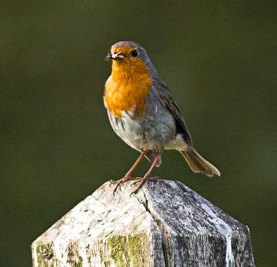 Robin_Erithacus_rubecula.jpg