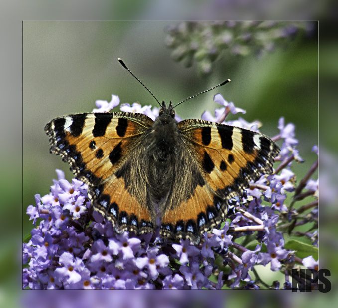 Small Tortoiseshell Butterfly
