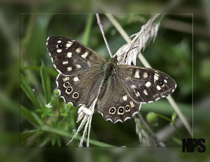 Speckled Wood
