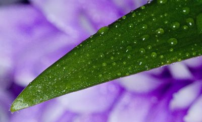 Wet Leaf
