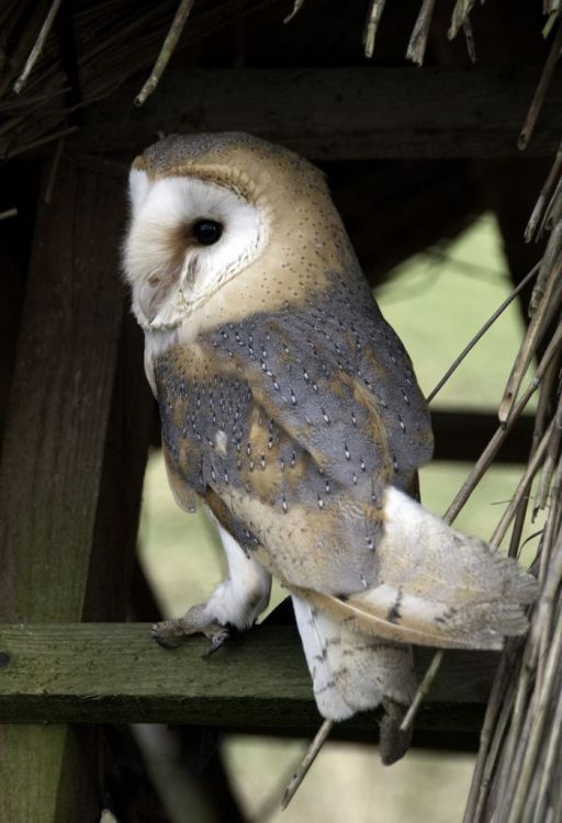 Barn Owl
Taken on a recent club outing.

