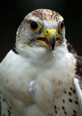Lannar Falcon
