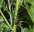 Four-banded_Longhorn_Beetle_-_Leptura_quadrifasciata.jpg