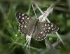 Speckled_Wood.jpg