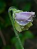 Sweet-Pea-in-the-rain.jpg