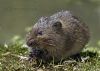 Water_Vole_28Arvicola_terrestris29.jpg