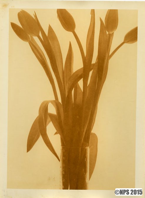 Measured Tulips
Lith print on Agfa Record Rapid paper
