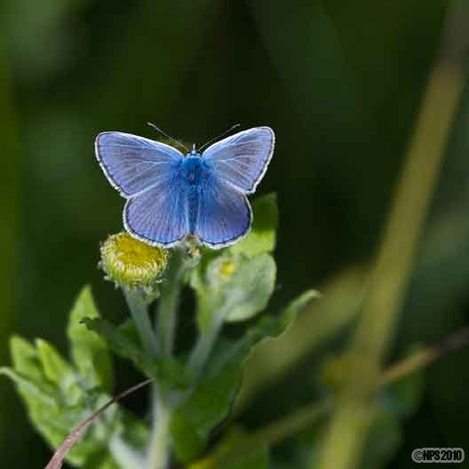 COMMON_BLUE.jpg