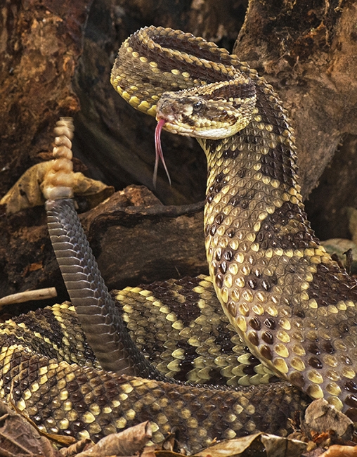 Angry Neo Tropical Rattle Snake
