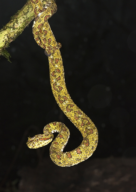 Eyelash Viper - Green morph for comparison, taken at night
