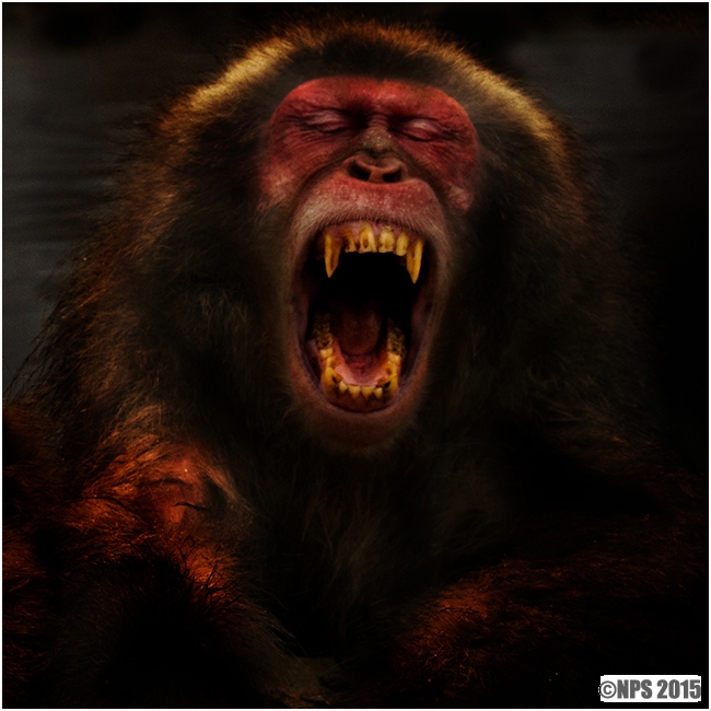 Nightmare No 5 (Macaque)
