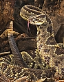 Angry_Neo_Tropical_Rattle_Snake.jpg