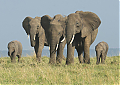 Elephant_adults_with_calves.jpg