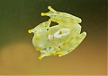 Glass_Frog.jpg