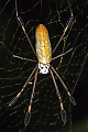 Spider_-_Golden_Orb_DSC_1703.jpg