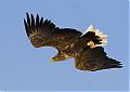 White_Tailed_Eagle_in_flight.jpg