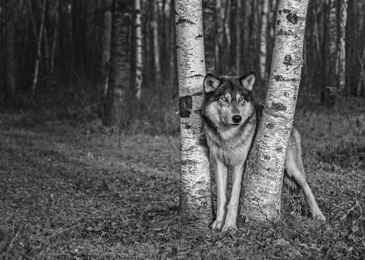 Wolf in aspen woods
Won a WPF ribbon in the Welsh salon 2018
