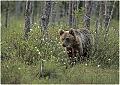 Brown_Bear_Cub_in_Finland_Accepted_in_the_Welsh_salon_2018.jpg