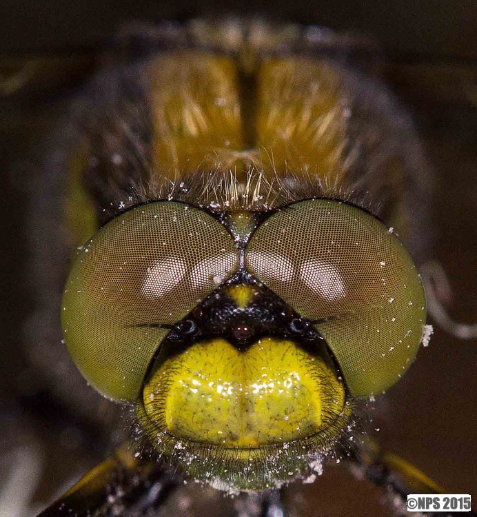 Close-up of a dragonfly on our club evening out at Kenfig Pool.
Keywords: Kenfig pool damsel fly dragon fly insects