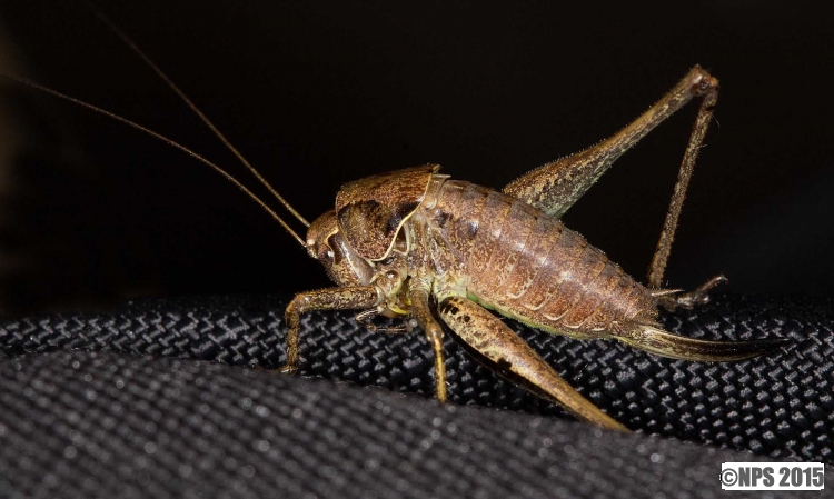 Grasshopper - Glyptobothrus biguttulus
Keywords: Aberkenfig Pool nature