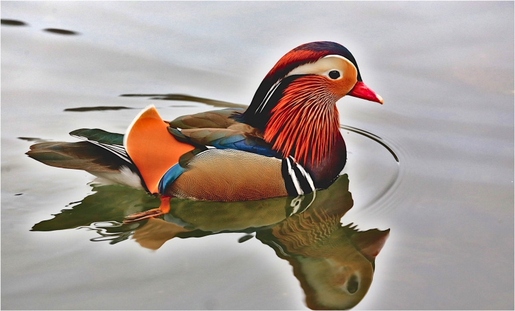 Mandarin duck.
