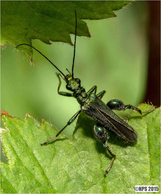Swollen-thighed Beetle
(Oedemera Nobilis) 2
