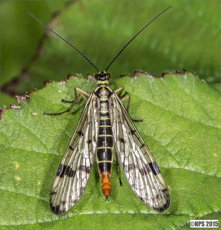 The Common Scorpion Fly - Resolven
(Panorpa Communis)
Keywords: bugs insects resolven