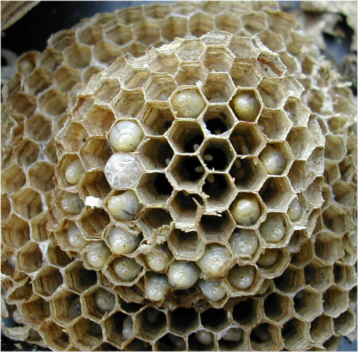Wasp Nest
