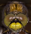 Dragonfly_close-up.jpg