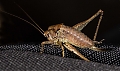 Grasshopper_-_Glyptobothrus_biguttulus.jpg